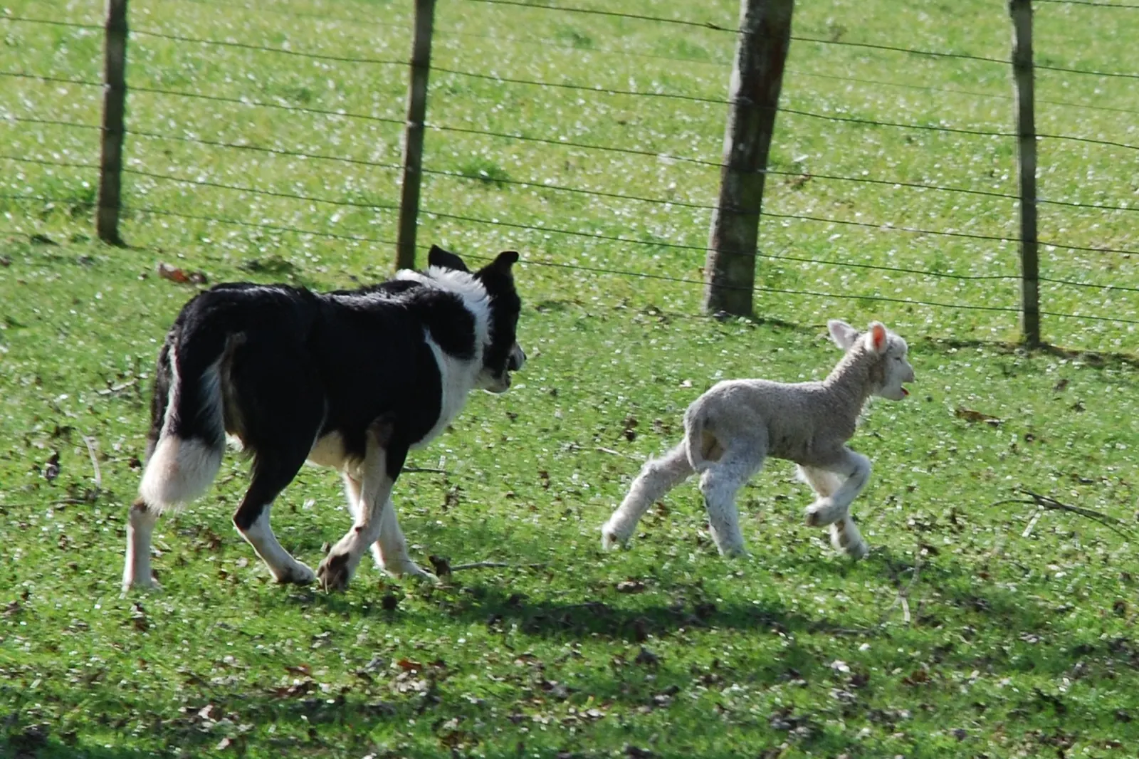 A black and white border collie trots across a grass paddock behind a small lamb, beside a wire fence