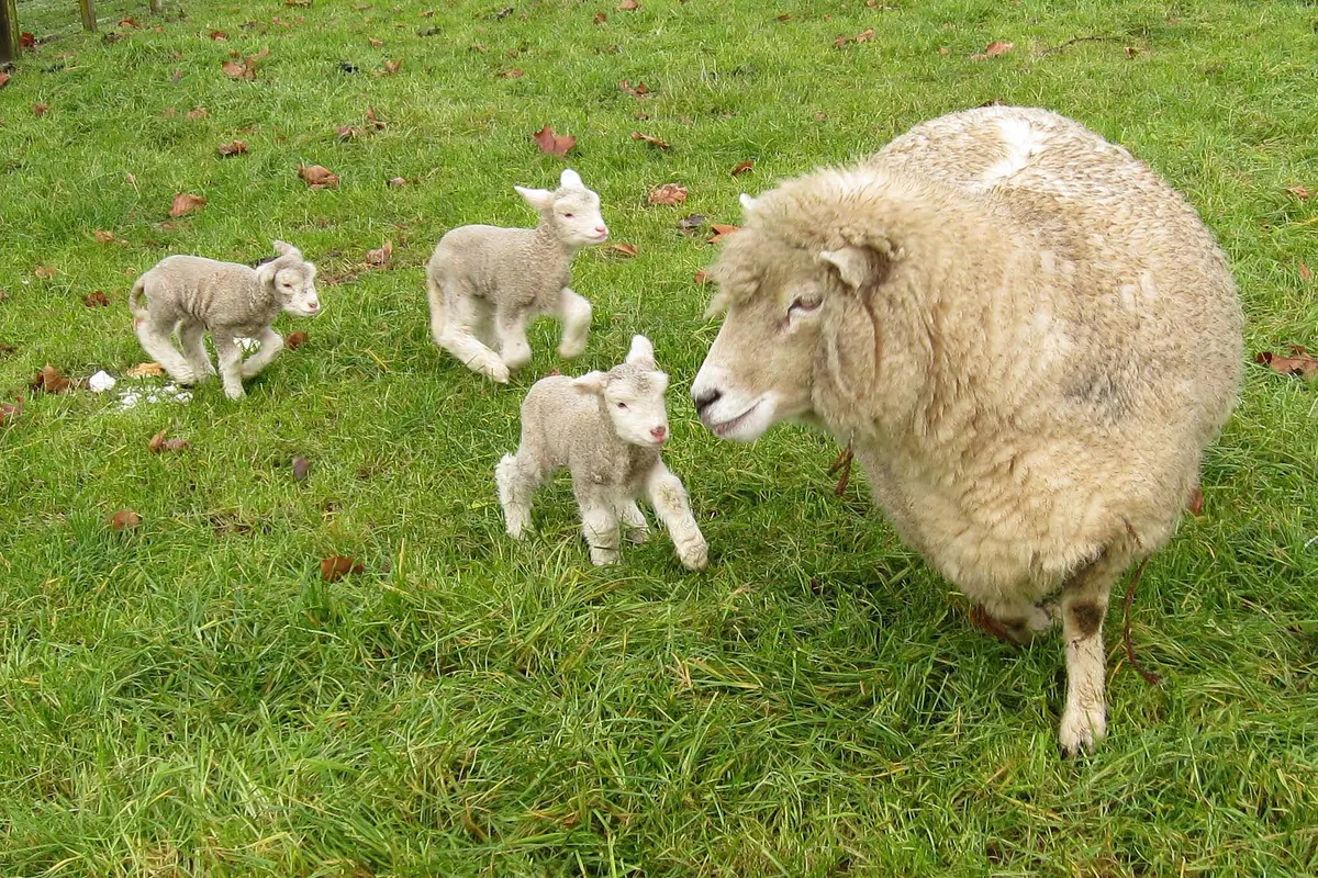 A woolly Romney ewe stands on green grass with three small lambs at her side