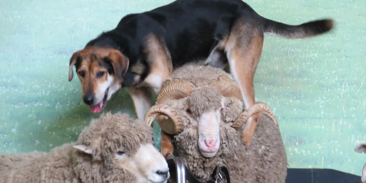 A brown and black farm dog stands on the back of a woolly ram on a stage, with more sheep beside it