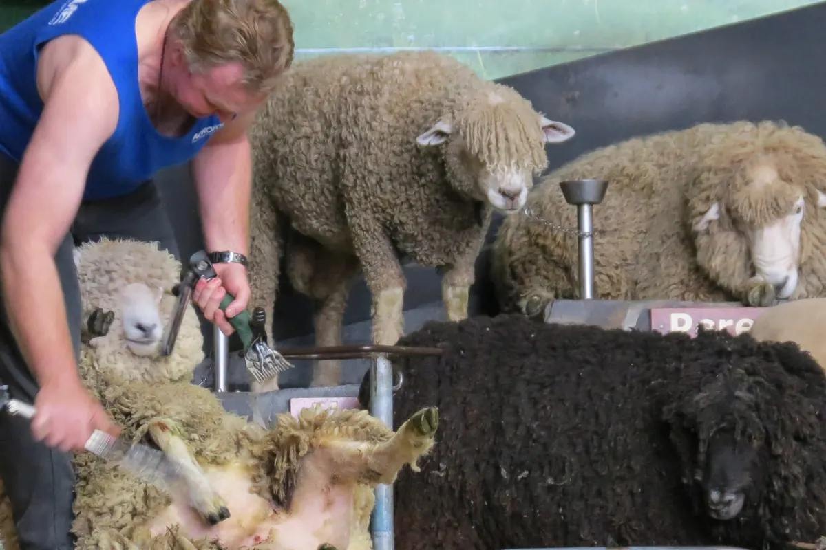 A shearer in a blue vest holds a sheep on a wooden stage while other sheep stand behind him