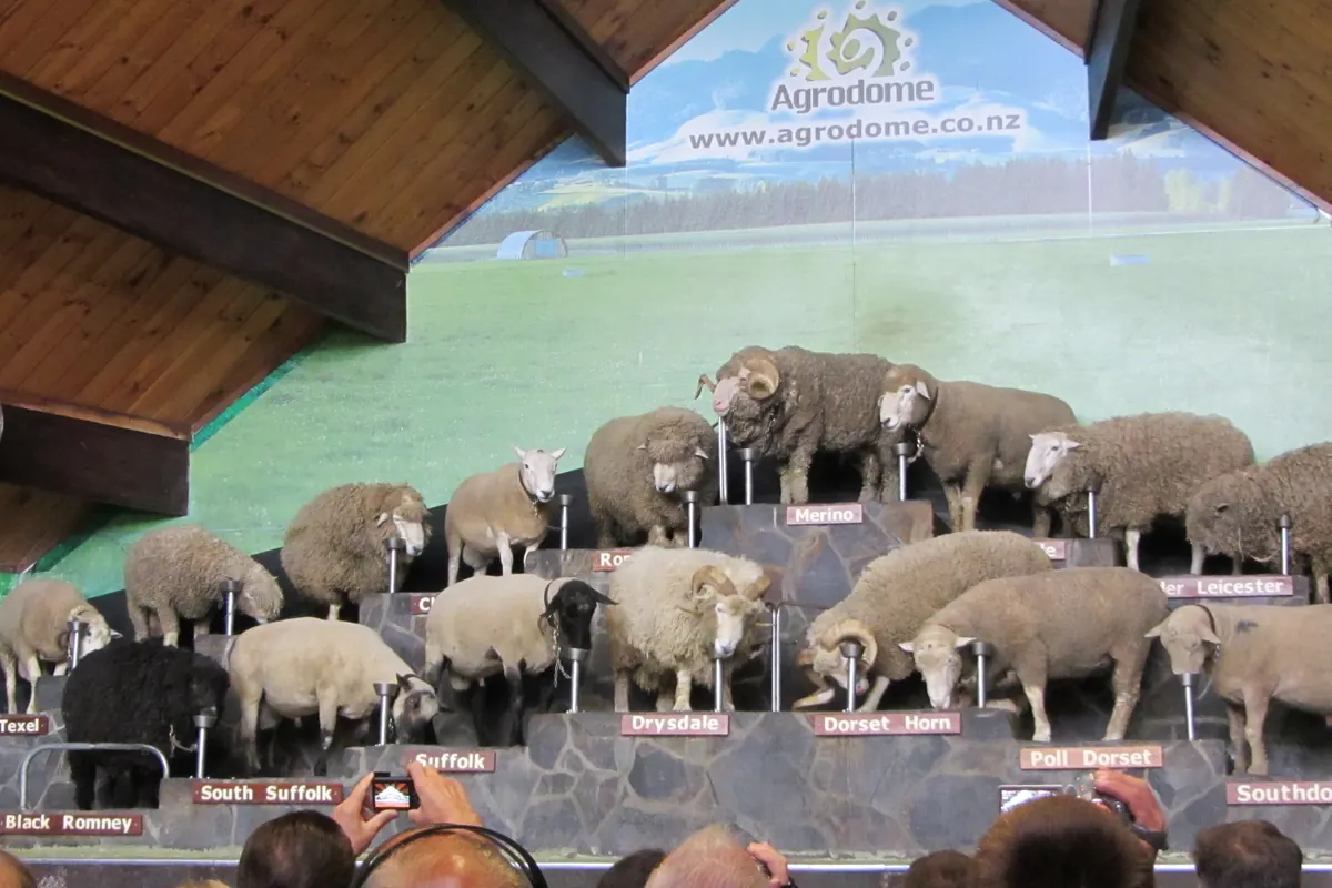 The farm show stage, with rows of sheep standing on a tiered display under a timber roof and an audience seated in front